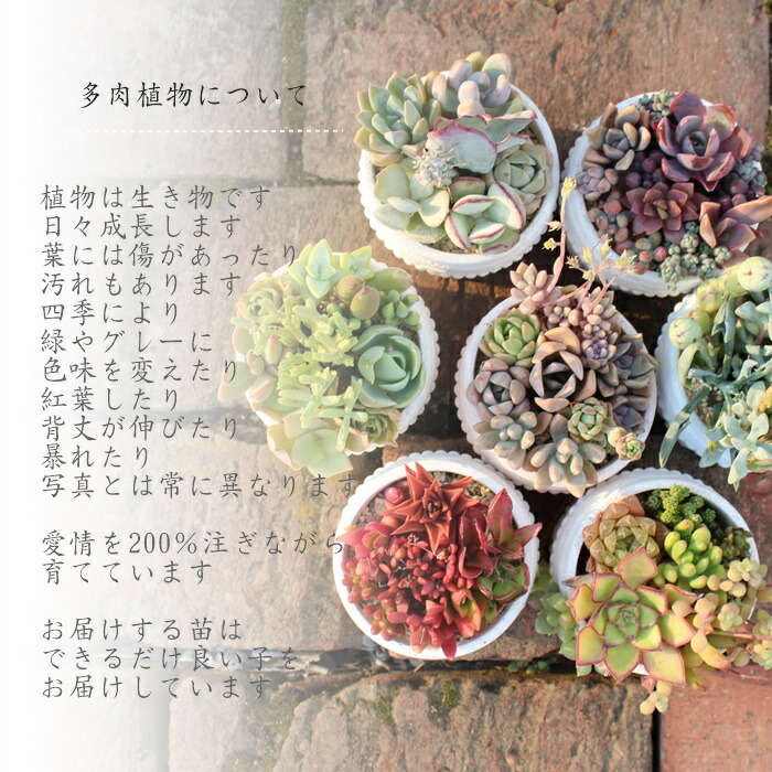 楽天市場】ブラックサバス エケベリア 韓国苗 Echeveria 薔薇咲