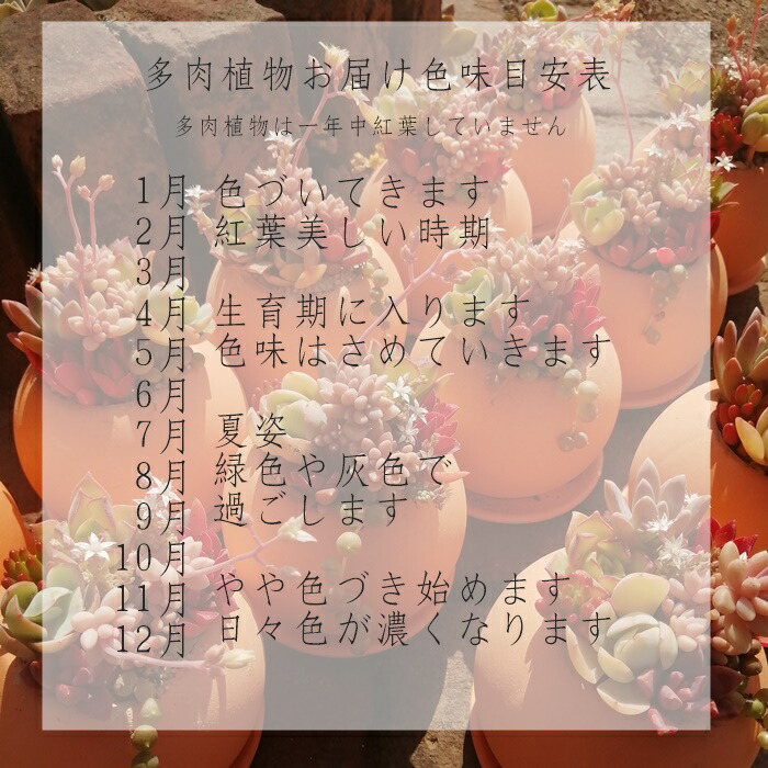 楽天市場】エケベリア アマビレ 韓国苗 観葉植物 Echeveria 'Amabile