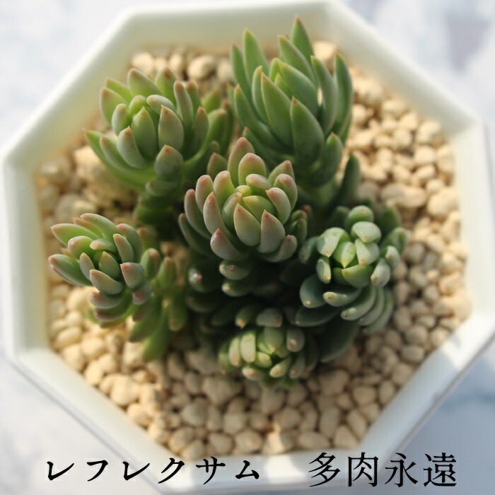 楽天市場】多肉植物 レフレクサム カメレオン セダム sedum reflexum