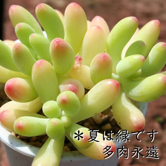 楽天市場】多肉植物 通販 乙女心 Sedum pachyphyllum 寄せ植え セダム