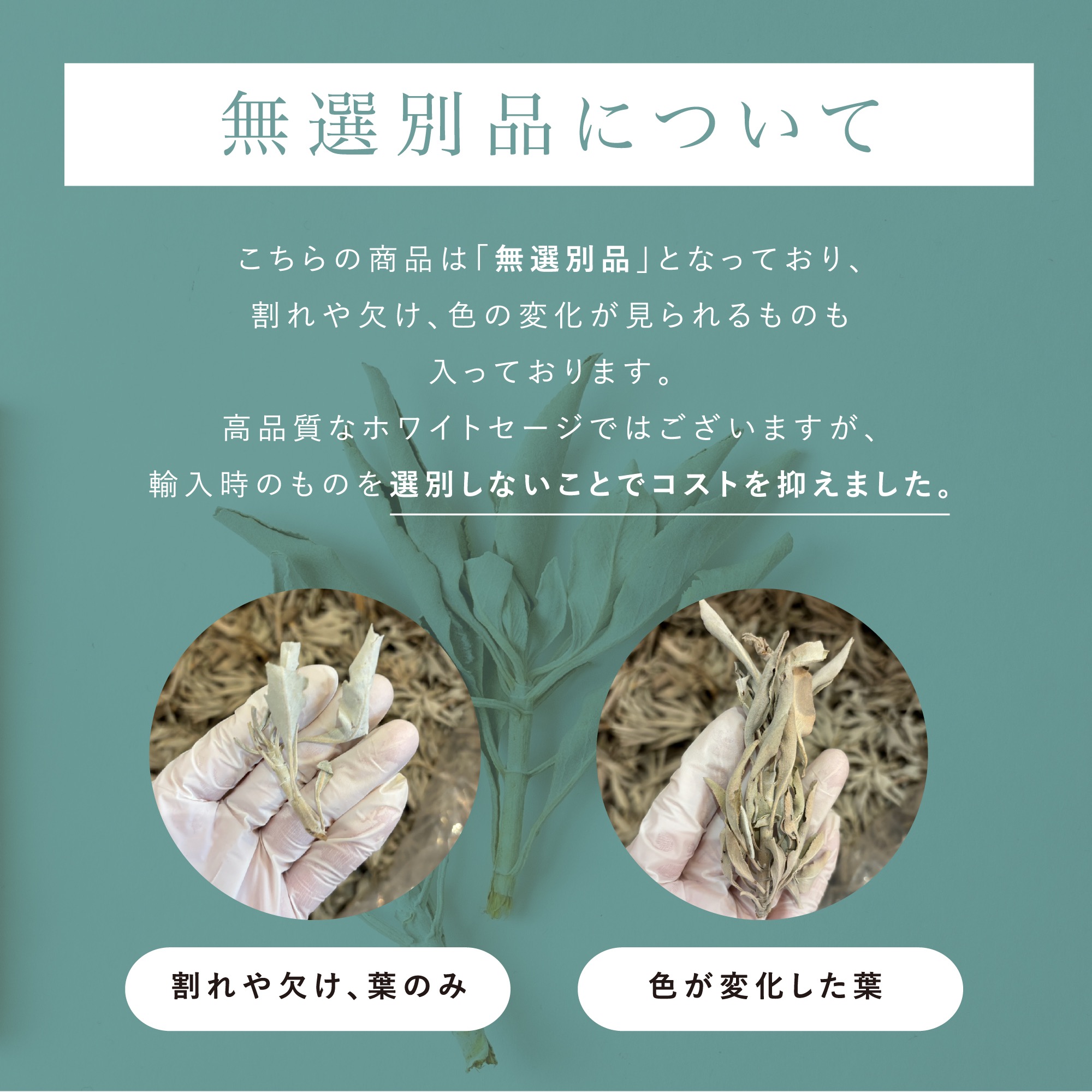 楽天市場】＼楽天ランキング1位／【 無選別品 高品質 】 ホワイト