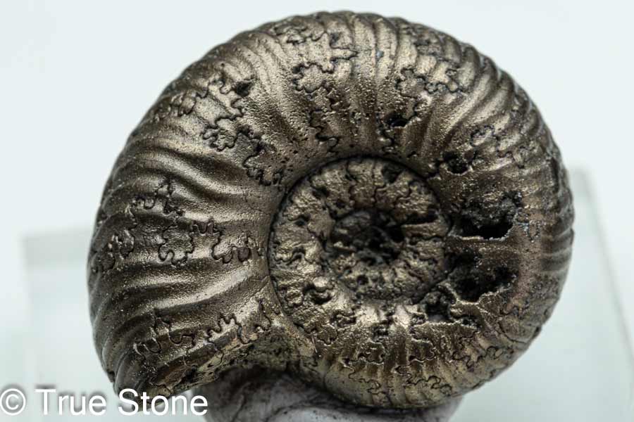 楽天市場】希少 パイライトアンモナイト ロシア サラトフ州 パイライト