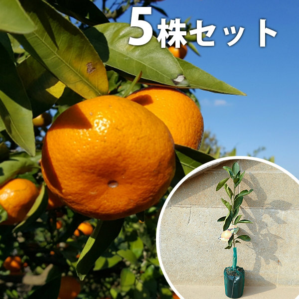 楽天市場】麗紅 苗木の通販