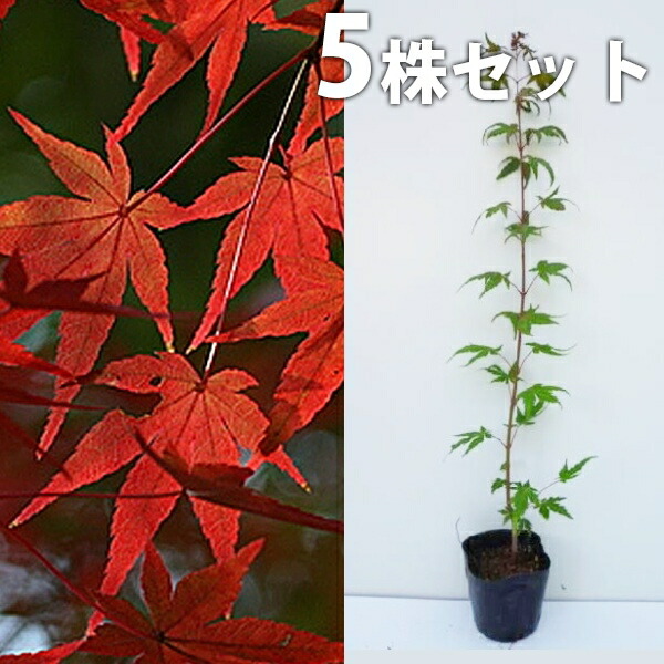 植木 イロハモミジ」の人気商品一覧 | 安い商品を通販サイトから探す