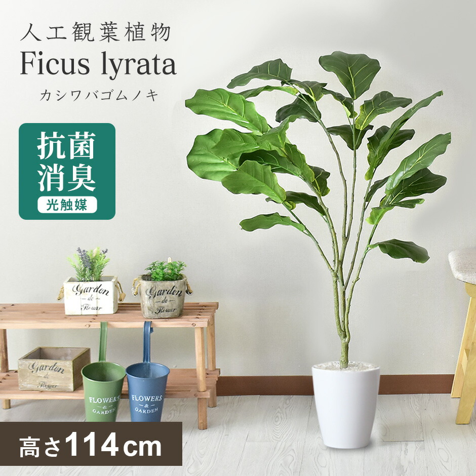 楽天市場】フェイクグリーン（種類（植物）コーヒーの木）の通販