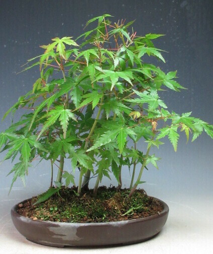 楽天市場】盆栽 山もみじの寄せ植え【現品】【北海道・沖縄・離島発送