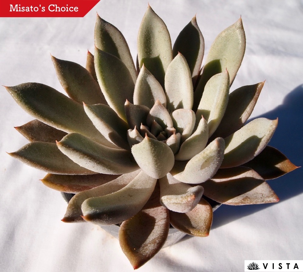 楽天市場】バロンボールド エケベリア属 多肉植物 9cmポット観葉植物