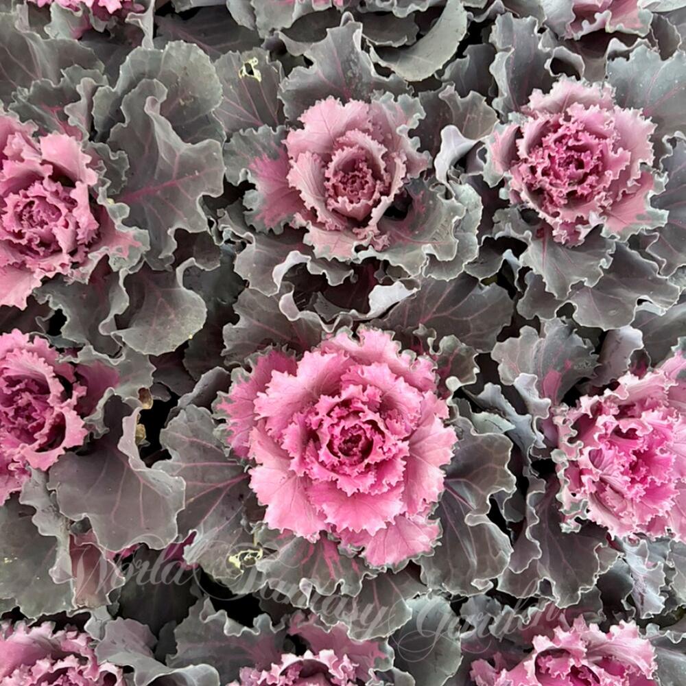 楽天市場】花苗 葉ボタン＆ケール祭り 3〜5鉢セット 品種おまかせ 3