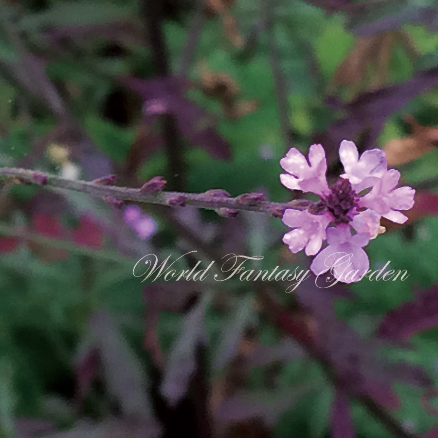 楽天市場】花苗 春 冬 秋 バーベナ バンプトン 選べるセット 【お届け