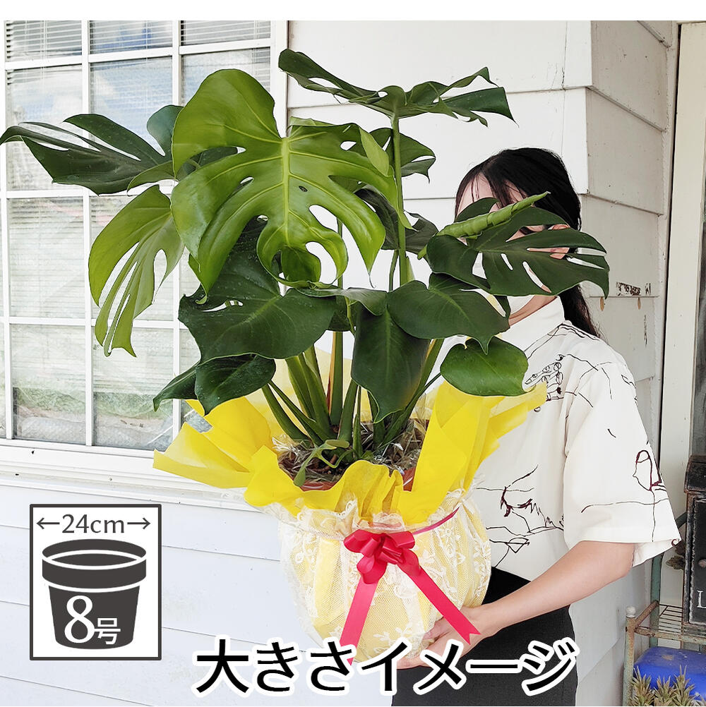 楽天市場】ギフト 観葉植物 プレゼント モンステラ 8号 大鉢 Monstera
