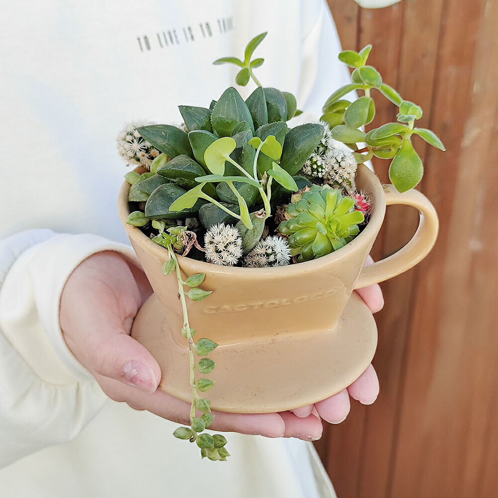 楽天市場】ギフト プレゼント 多肉植物の寄せ植え コーヒードリッパー