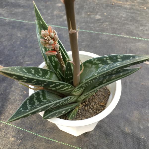 楽天市場】多肉植物：アロエ 千代田錦* : 遊恵盆栽 楽天市場店