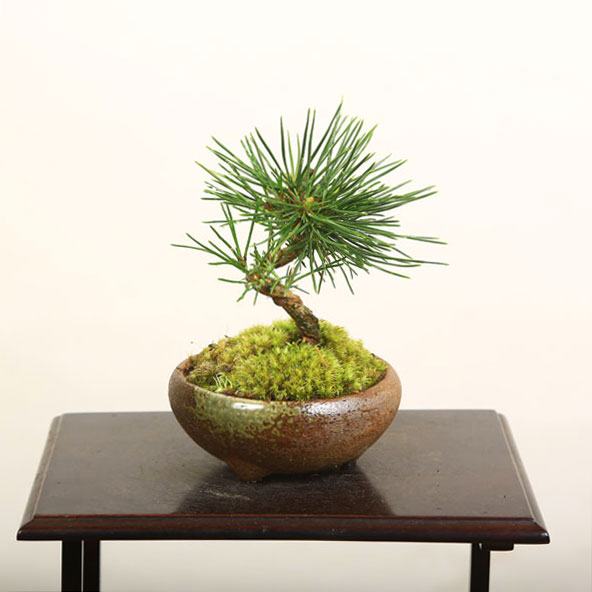 楽天市場】ミニ盆栽：三河黒松（瀬戸焼)*bonsai【即日出荷可】【あす楽