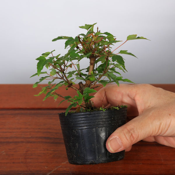 楽天市場】盆栽苗：美濃楓（みのかえで）*カエデ 八房楓 : 遊恵盆栽