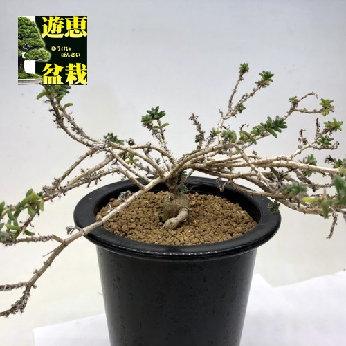 楽天市場】多肉植物：トリコディアデマ 姫紅小松*幅22cm : 遊恵盆栽