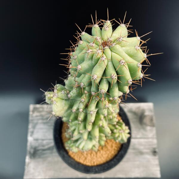 楽天市場】サボテン：セレウス 岩石獅子*幅14cm 現品！一品限り