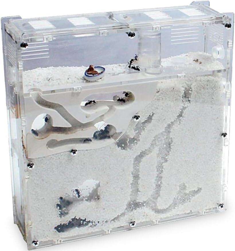 楽天市場】アリの巣 飼育セット アリの巣観察キット アリ飼育ケース
