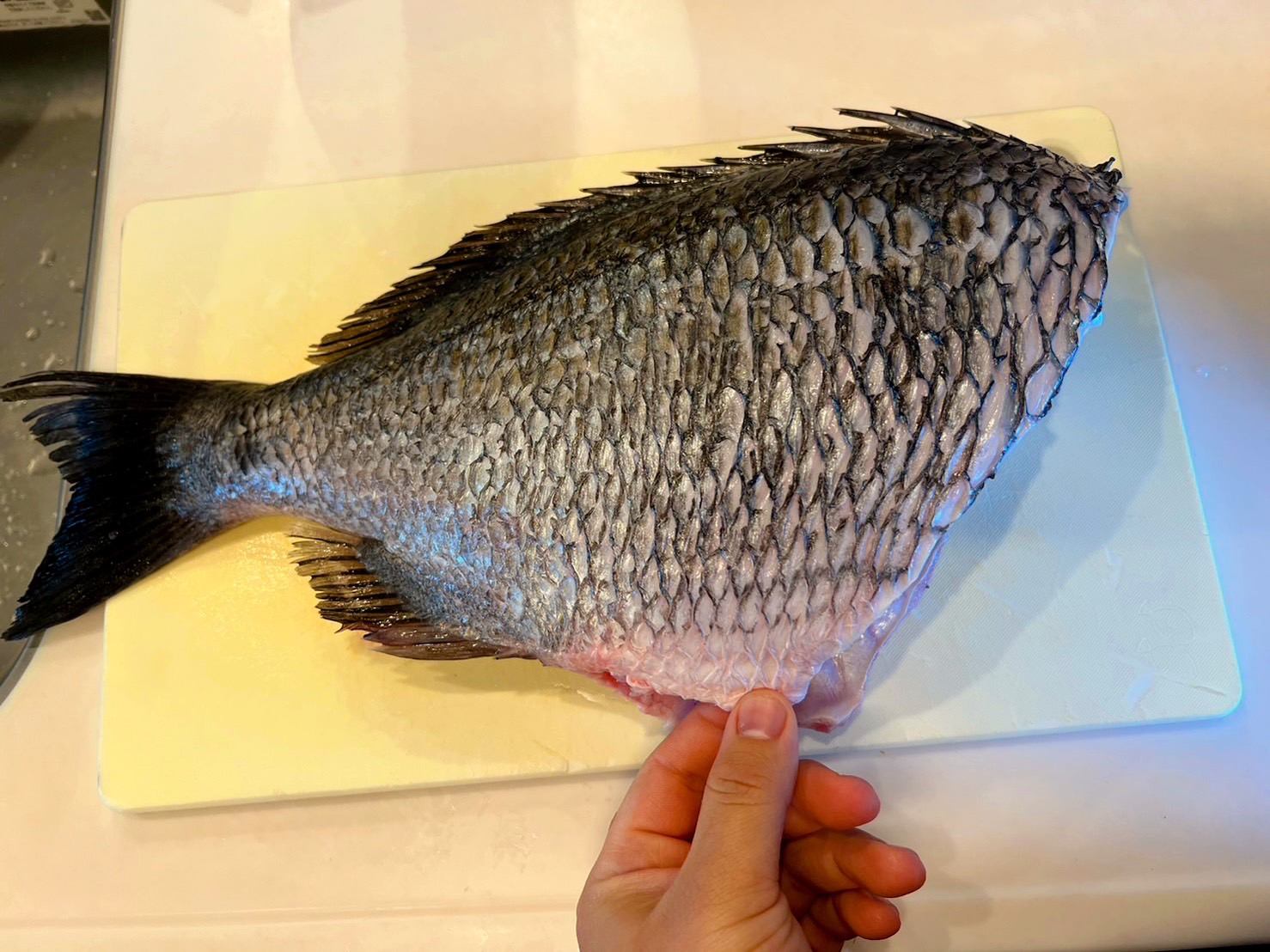 年無しチヌ（黒鯛）は美味い？それとも不味い？ 色々耳にするので