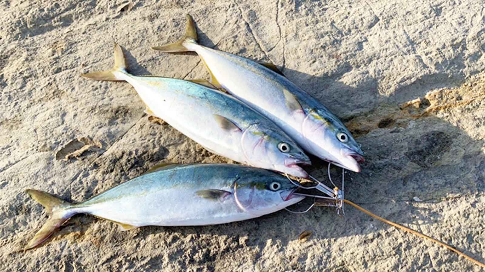 18 カルディア LT5000D-CXHのスペックとインプレ | 釣りクラウド