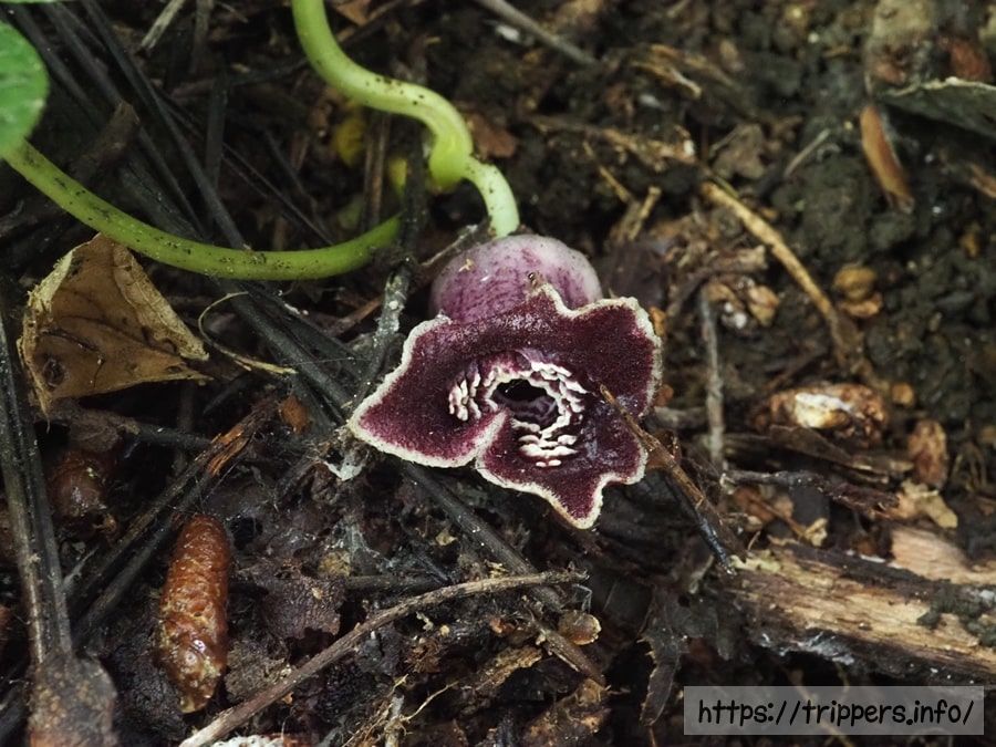 アマギカンアオイ