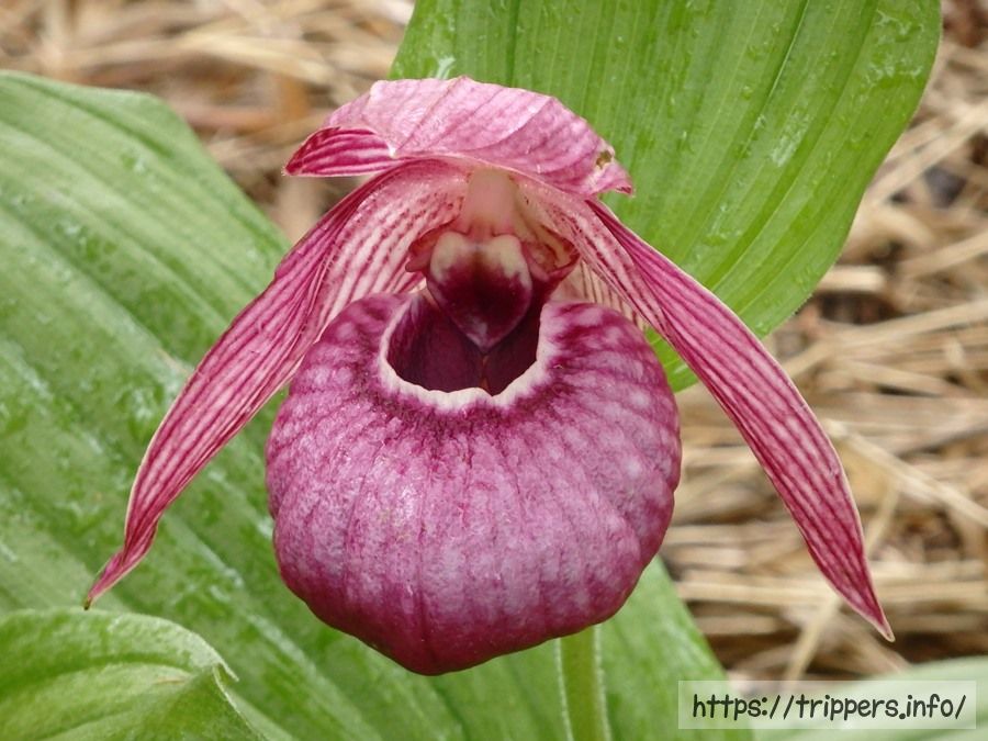 釜無ホテイアツモリソウ