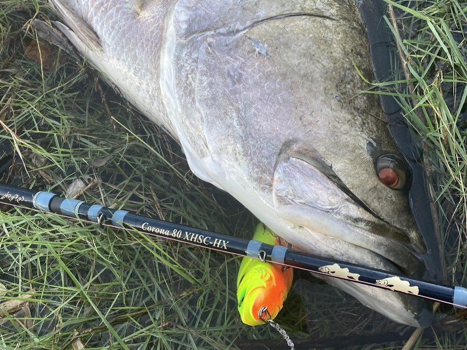 TULALA | Ford every stream | » 【公式】進化したTULALAのアカメ