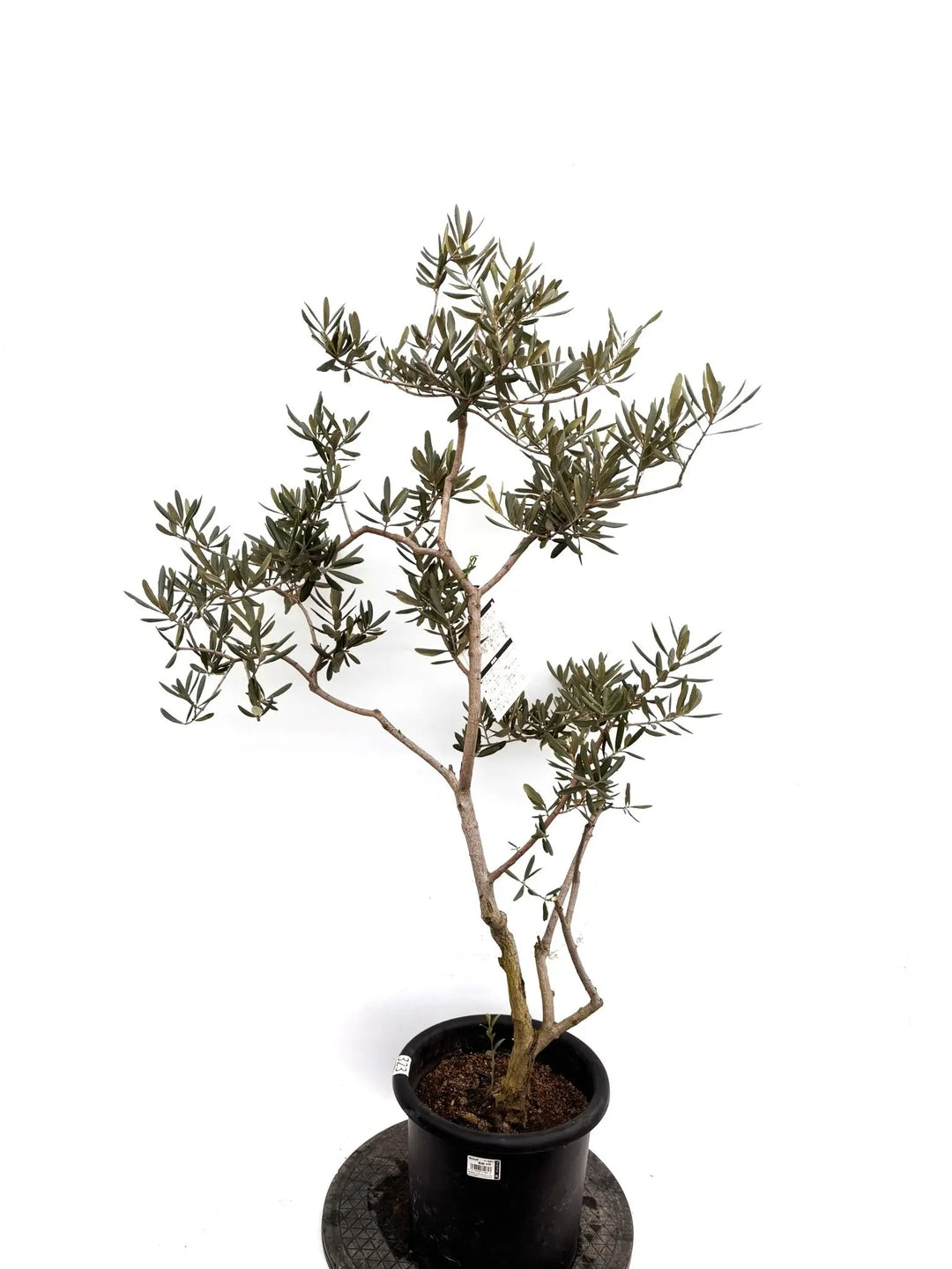 NEWデルモロッコ（オリーブの木）｜Mサイズ｜K-323｜約120cm｜希少