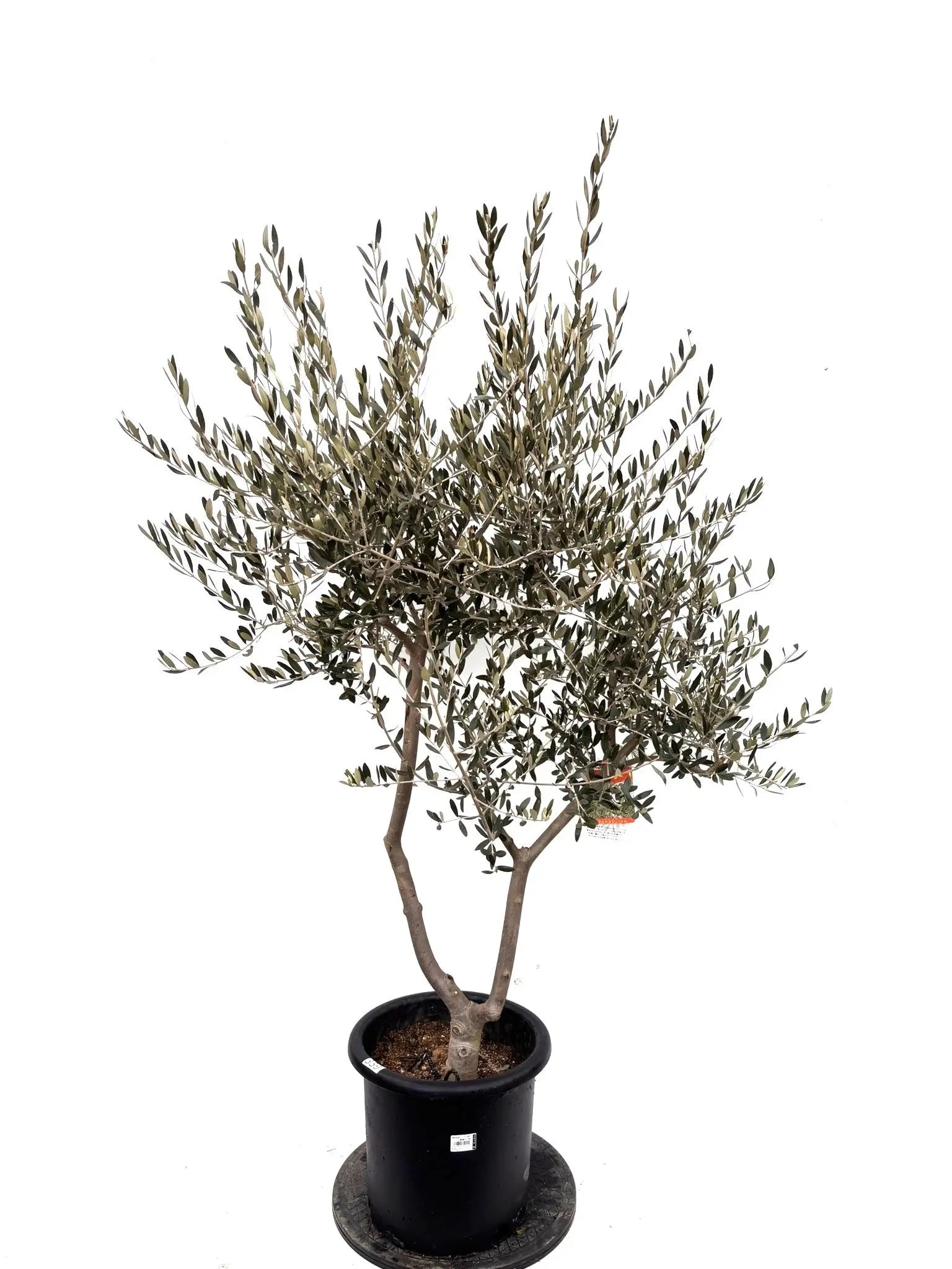 オリーブの木（全商品）｜写真の木をそのままお届け［現品販売］｜鶴亀