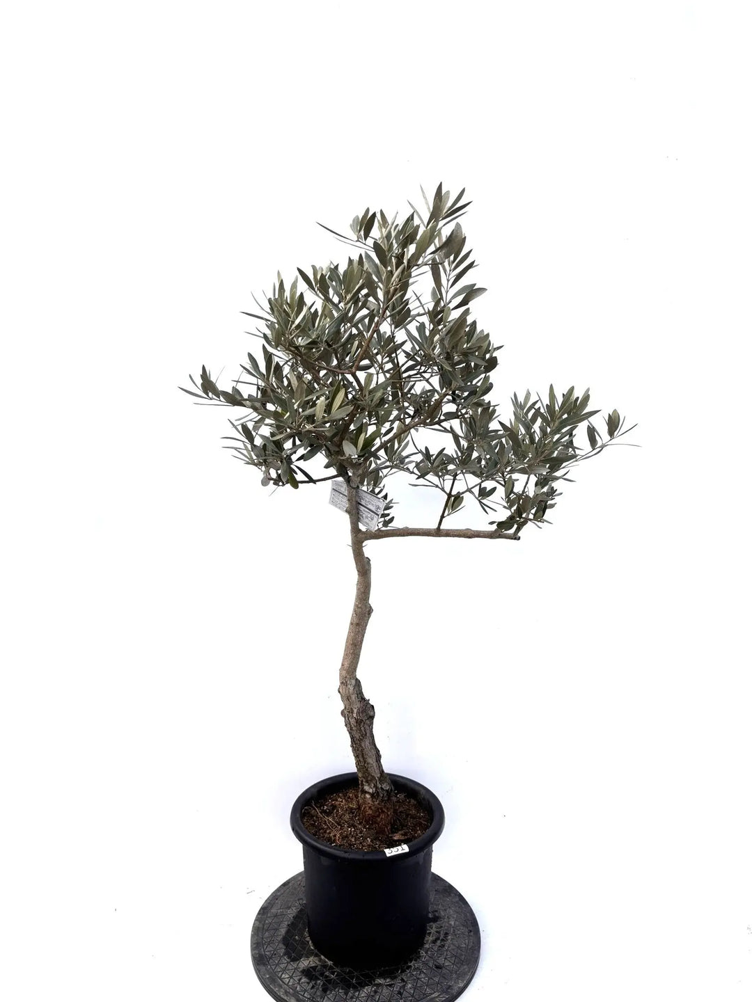 風格ある古木オリーブ - 株式会社鶴亀園