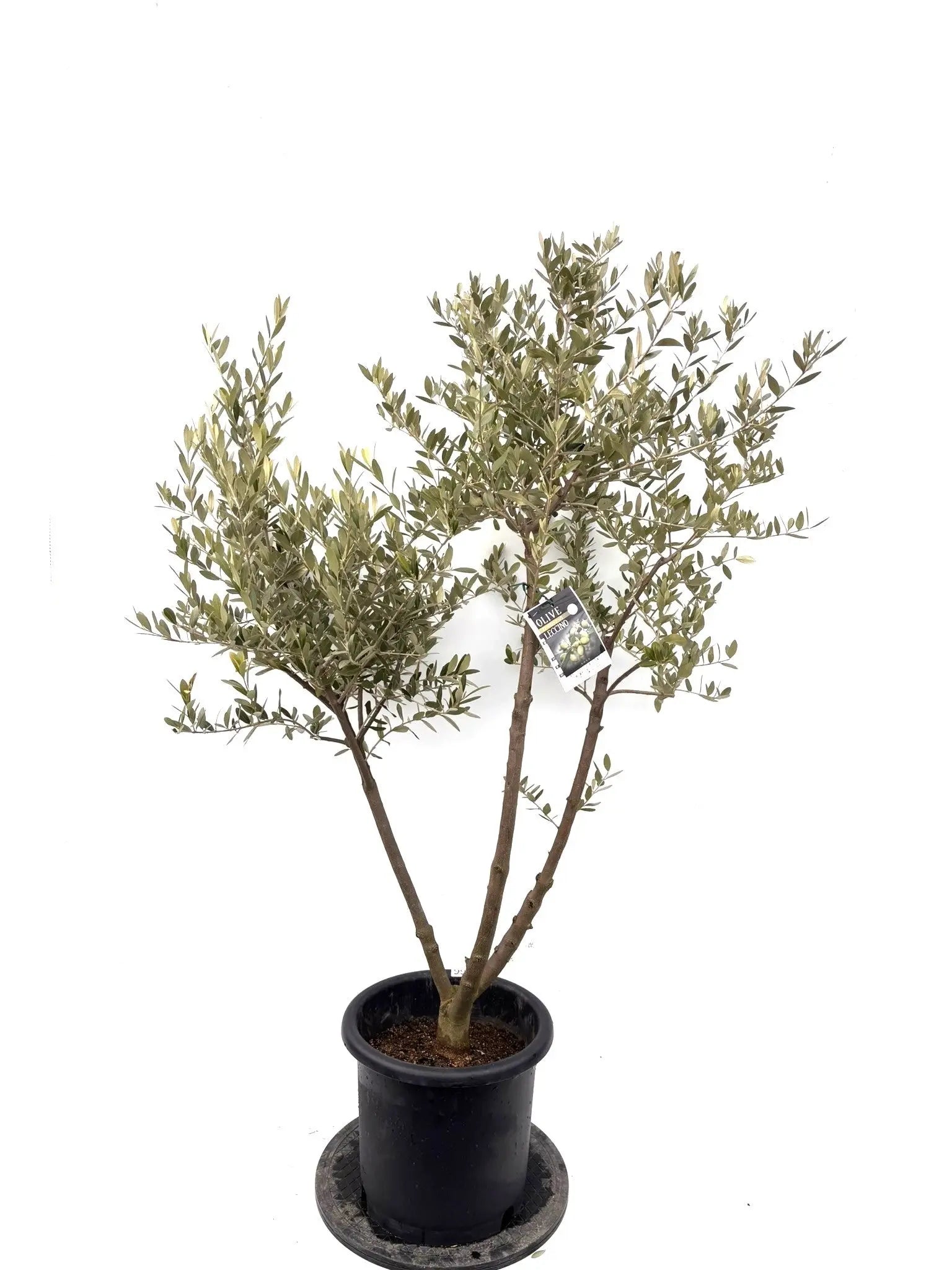 オリーブの木（全商品）｜写真の木をそのままお届け［現品販売］｜鶴亀