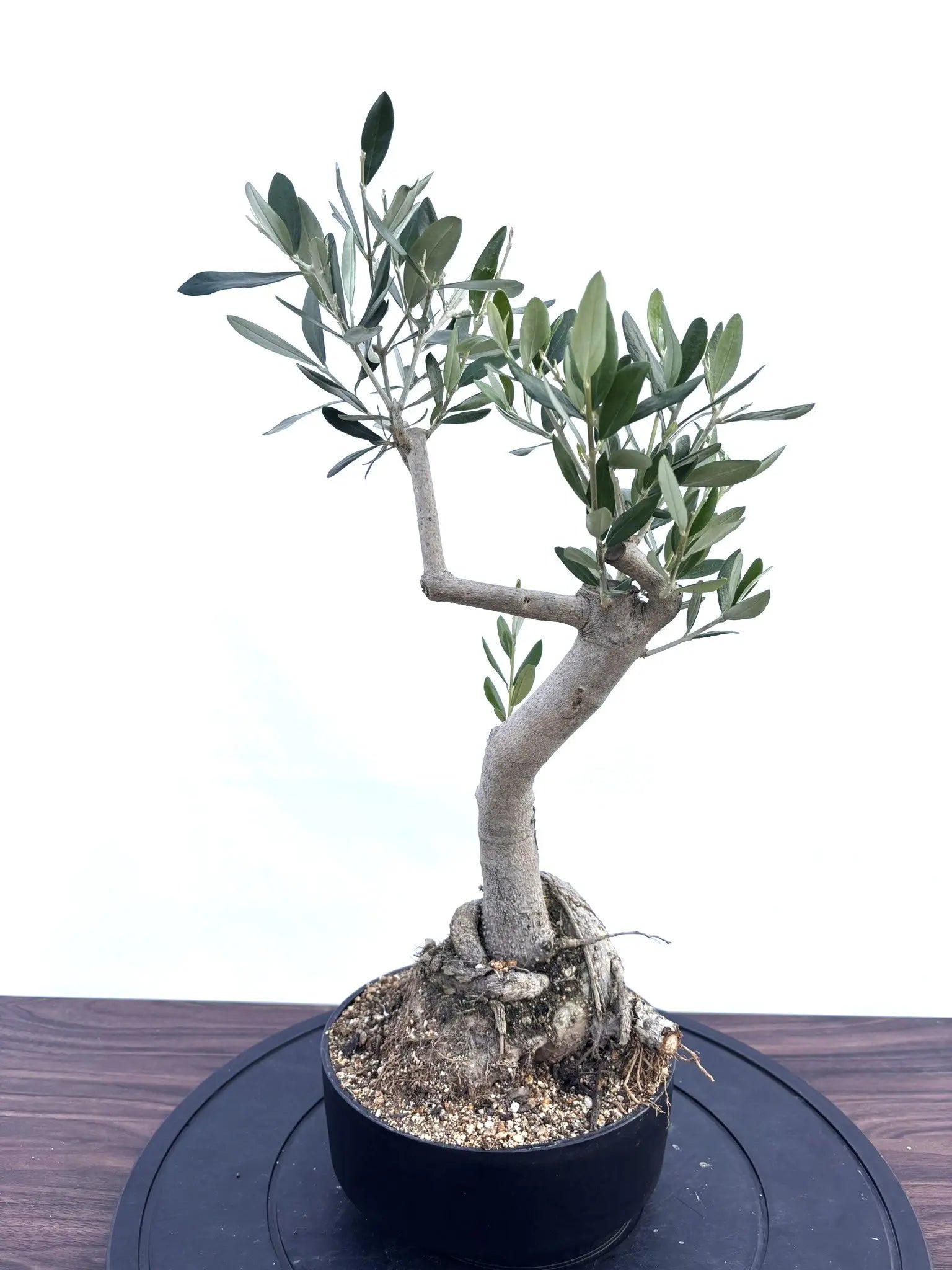 盆栽風オリーブの木 - 株式会社鶴亀園