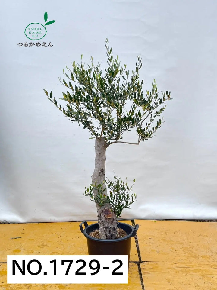 NO.1729-2_720x.jpg?v=1749428748