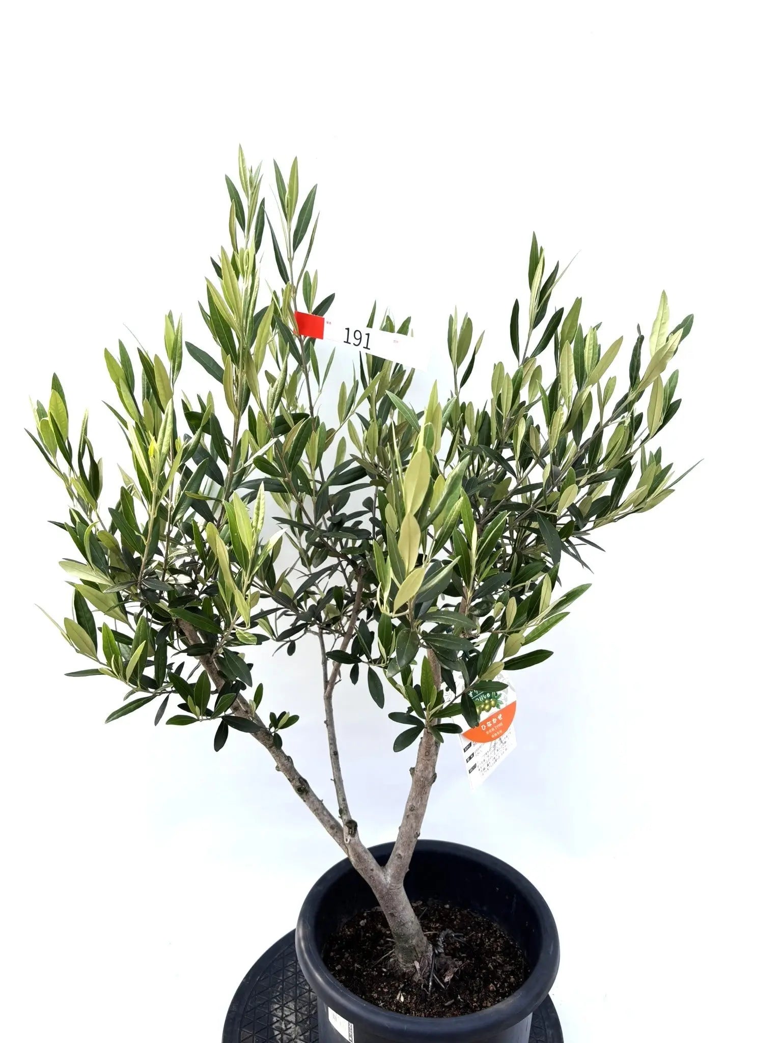 オリーブの木 ミッション【引取り限定】 オリーブの木 ミッション【引