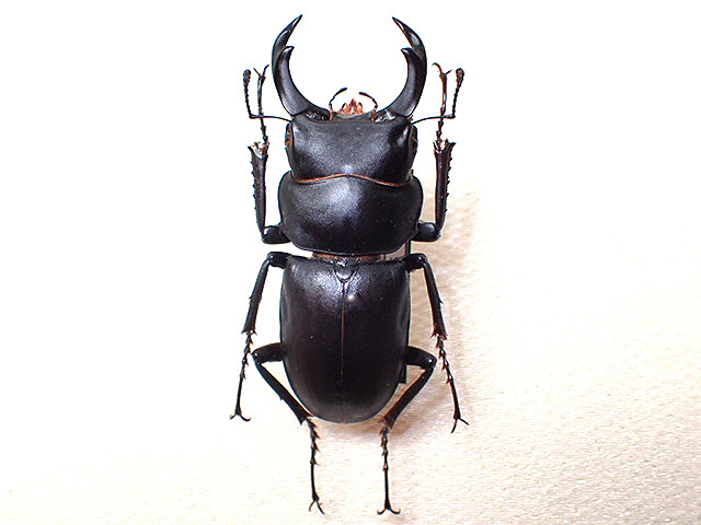 ☆貴重！大阪産ヒメオオクワガタ♂50mm標本☆ - INSECT ULTIMA