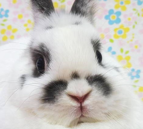 ネザーランドドワーフ AA7 ブロークンブルーオター 女の子 うさぎ専門