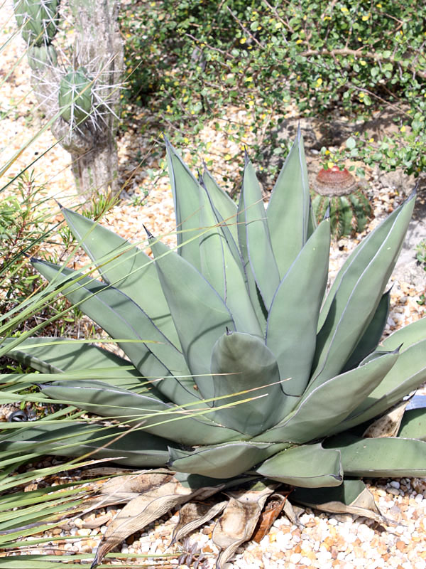 Lg. Gray Sharkskin Agave (agave ferdinandi x scabra) – Urban Xeriscape