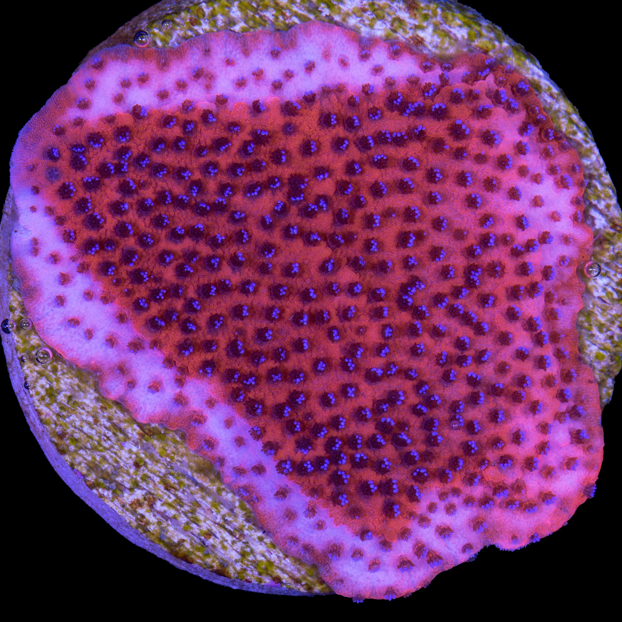 Mystic Sunset Montipora Coral | Buy Live Coral for Sale | Vivid