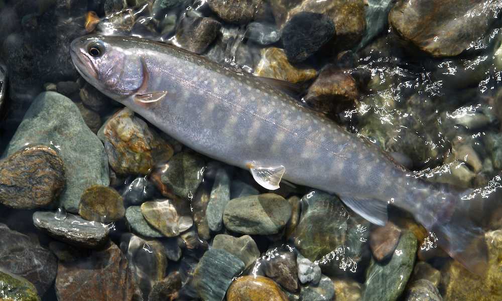 渓流エサ釣り入門】最初の1尾への近道！ヤマメ・イワナに出会う「最短