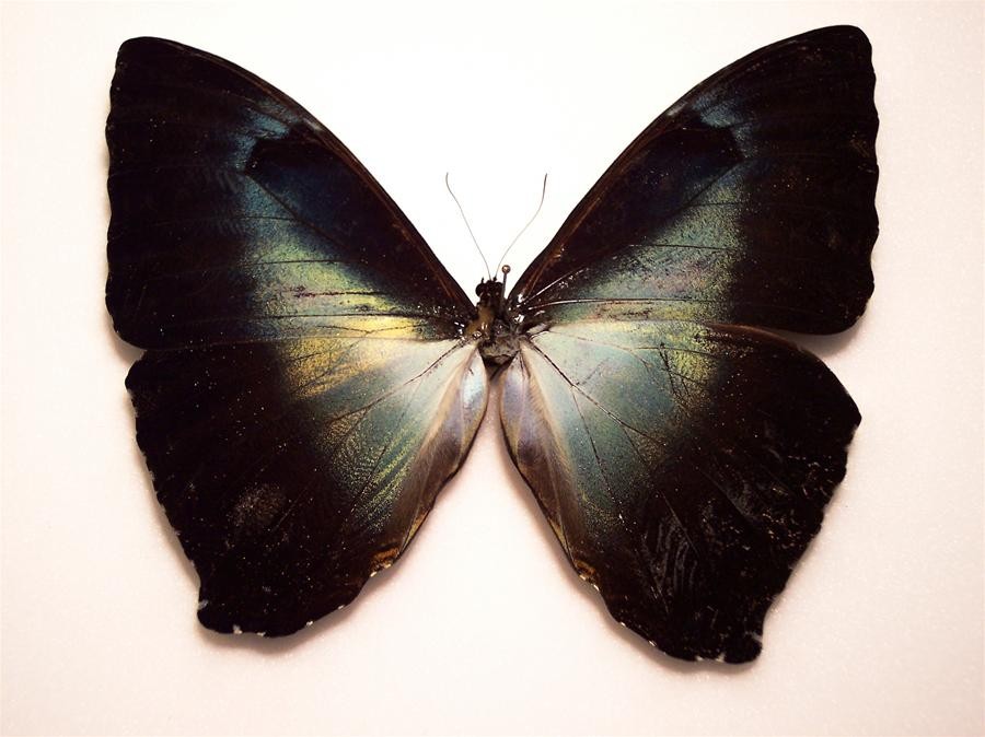 Morpho cisseis gahua PERU - World of Butterflies and Moths