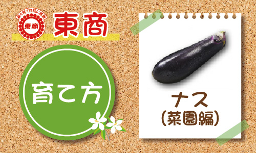 ナス 菜園編 - 園芸特集 - 株式会社 東 商