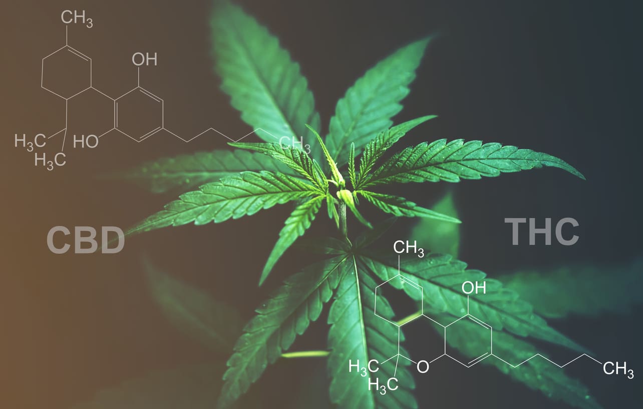H4CB: everything you need to know about this synthetic CBD