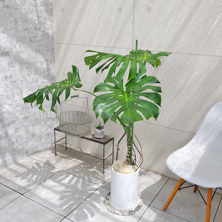 モンステラ 幹上がり-016 陶器鉢植え・Lサイズ（マットシリーズ