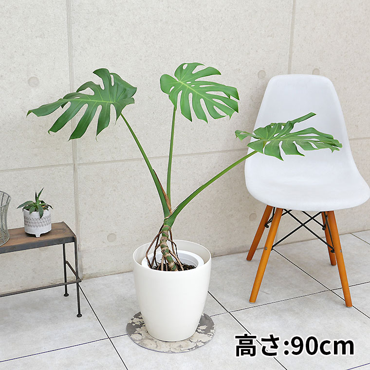 モンステラ・デリシオーサ 幹上がり 7号鉢 観葉植物と植木鉢の専門店