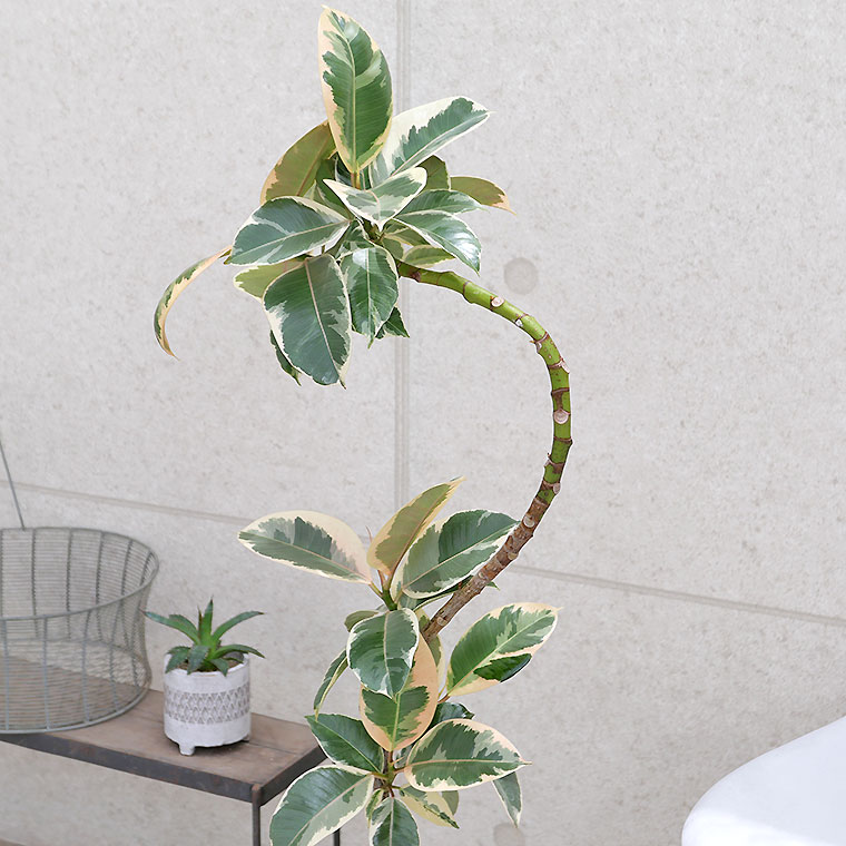 フィカス・ティネケ 陶器鉢カバー付き（マットシリーズ/ムーン） 観葉