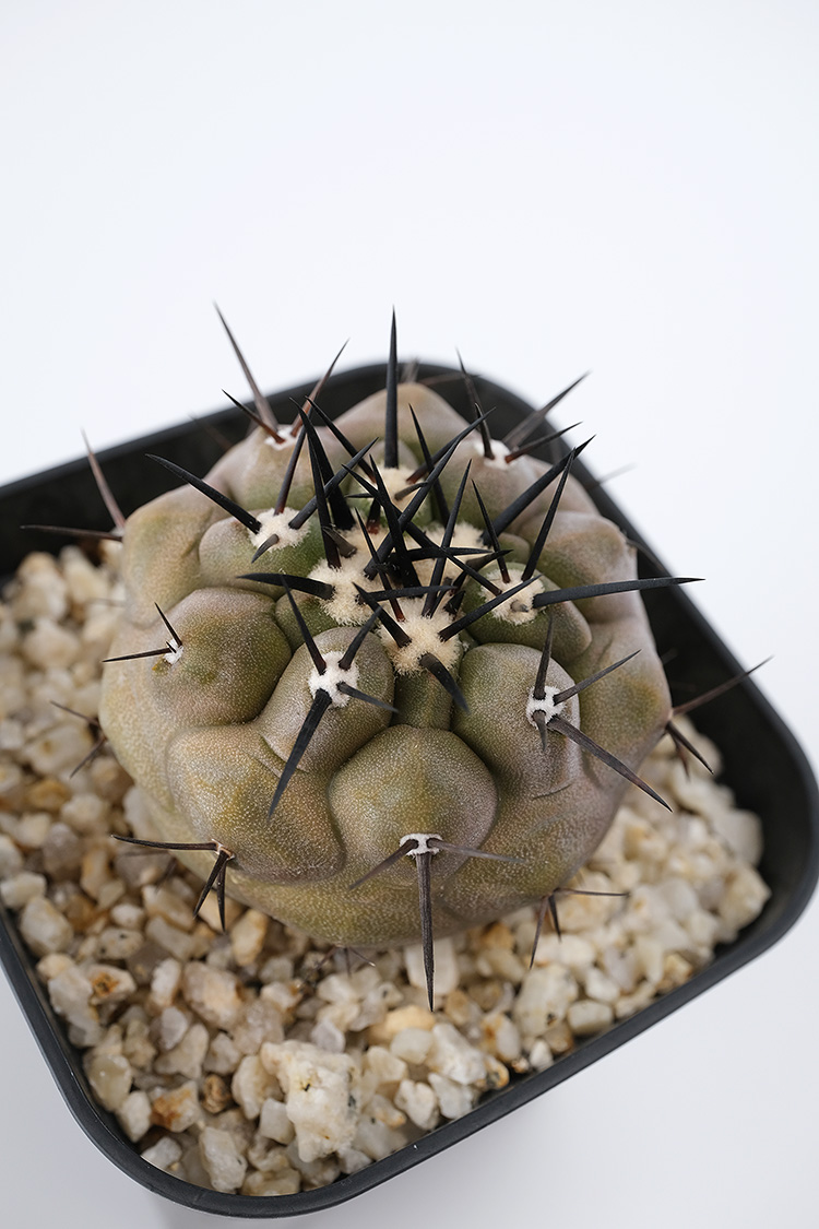 PLANTS：黒王丸 {pr042601}｜copiapoa