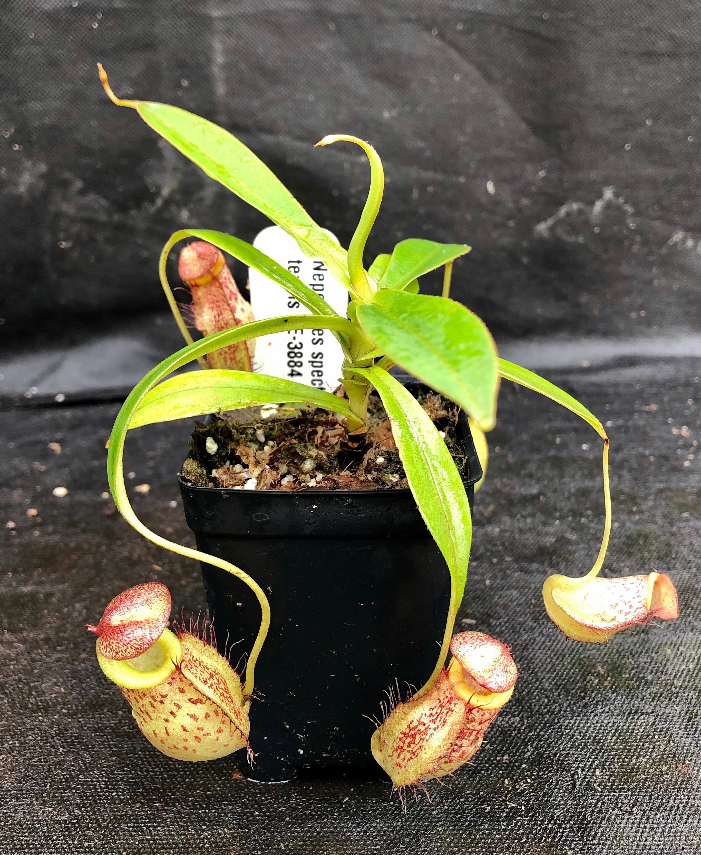 Nepenthes spectabilis x tenuis, BE-3884 – Carnivero