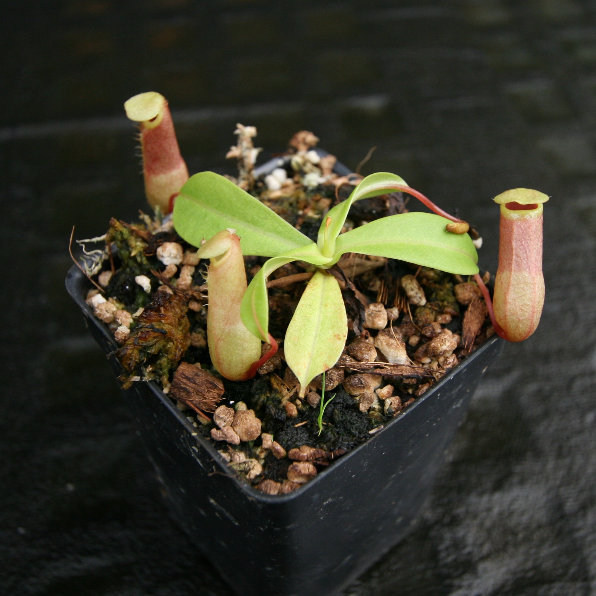 Nepenthes ventricosa (JB x MT), CAR-0254 – Carnivero