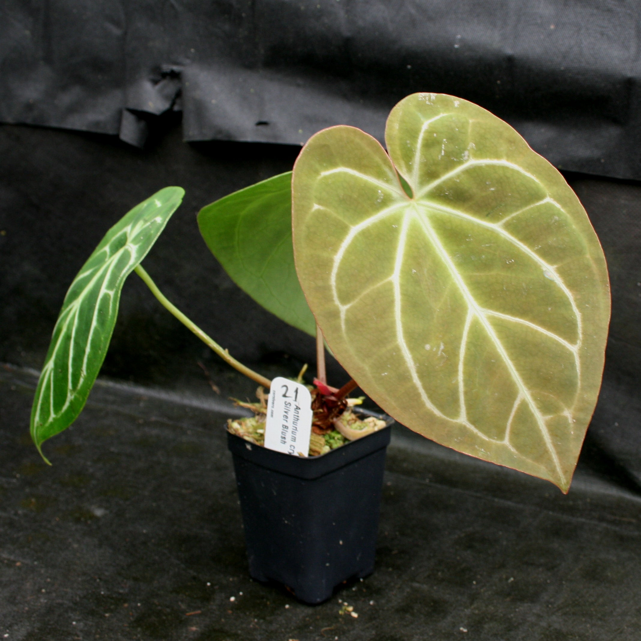 Anthurium crystallinum 