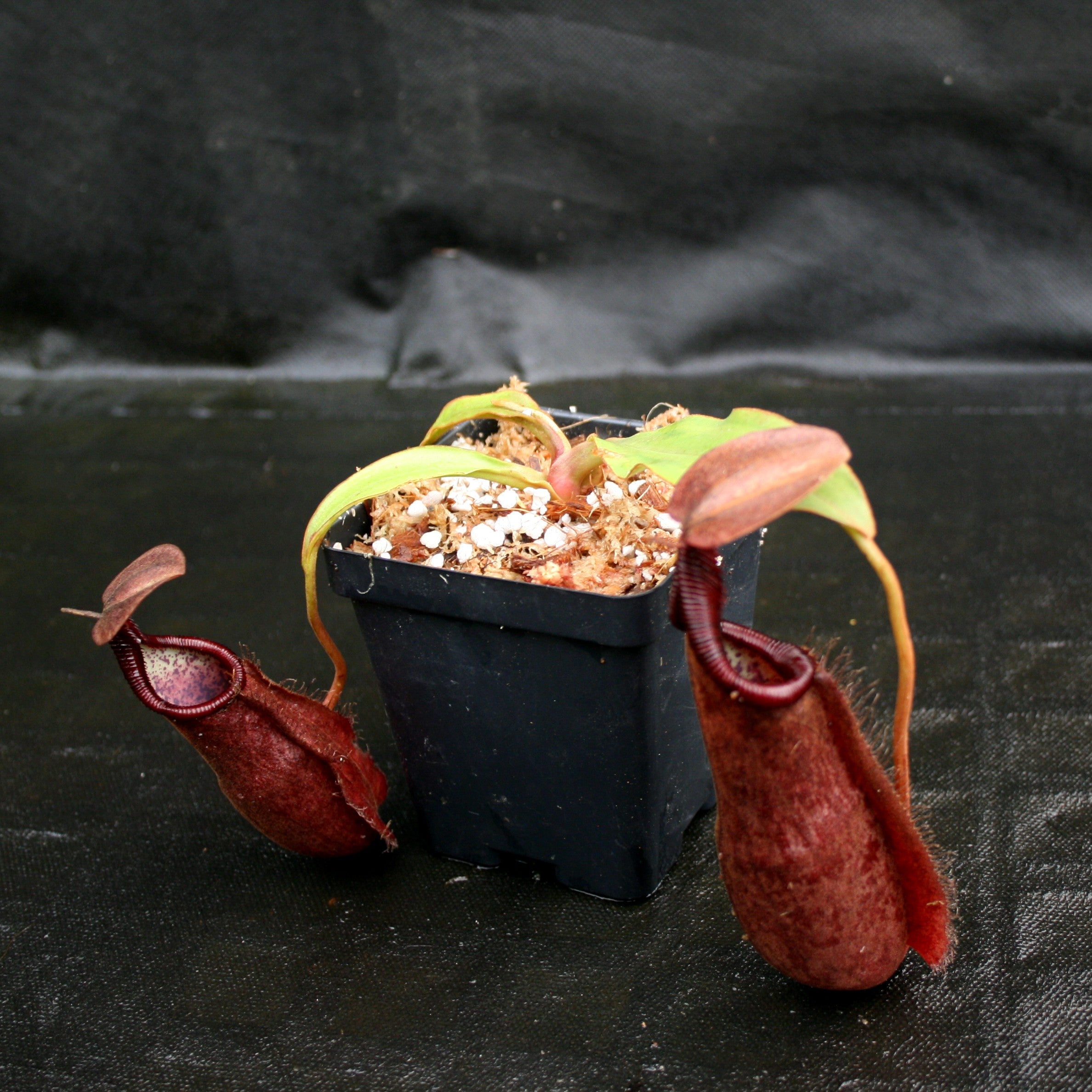 Nepenthes densiflora x rafflesiana, BE-3719 – Carnivero