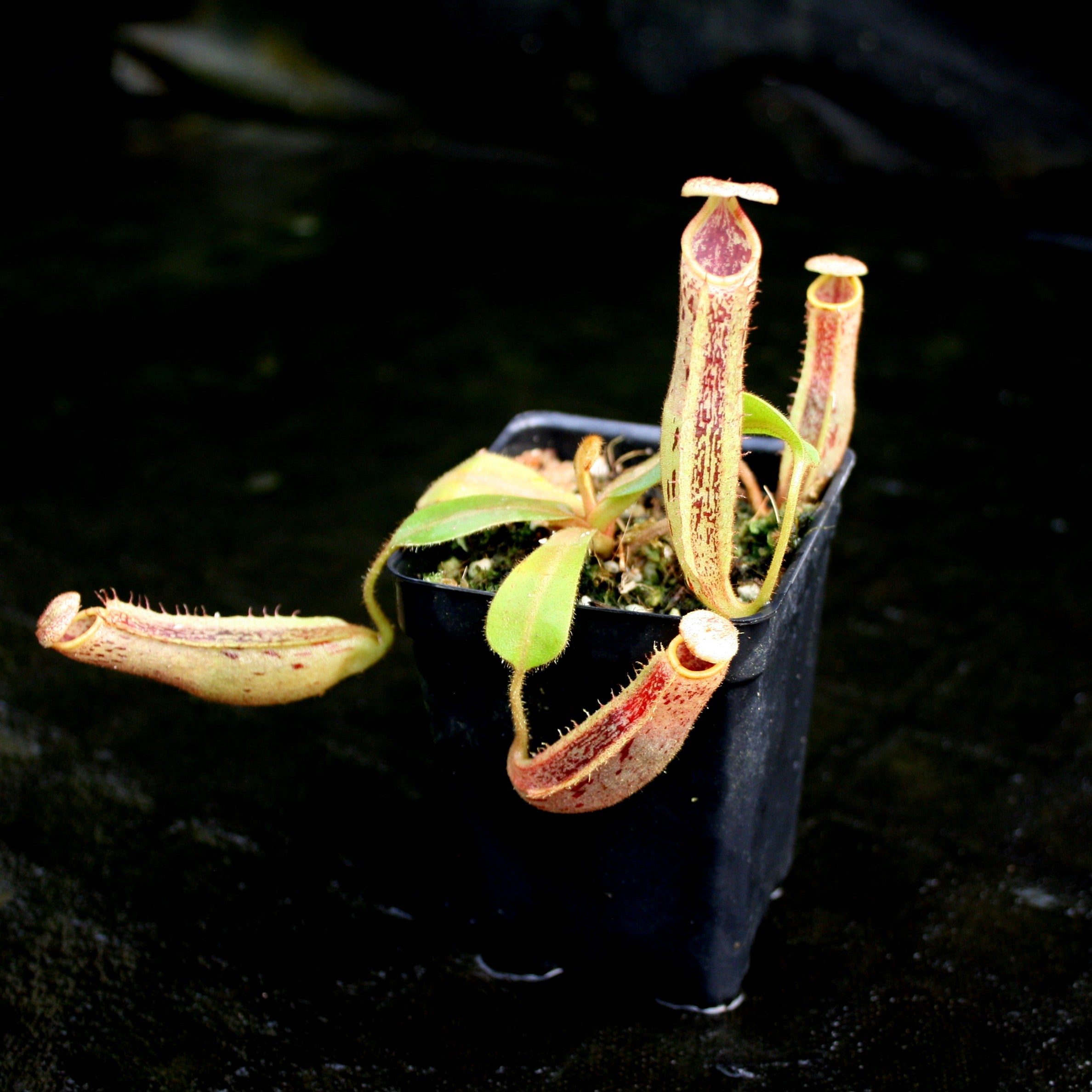 Nepenthes veitchii x platychila, BE-3213 – Carnivero